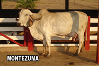 MONTEZUMA DA FAZENDA DALLAS