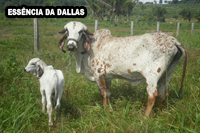 ESSÊNCIA DA DALLAS DA FAZENDA DALLAS