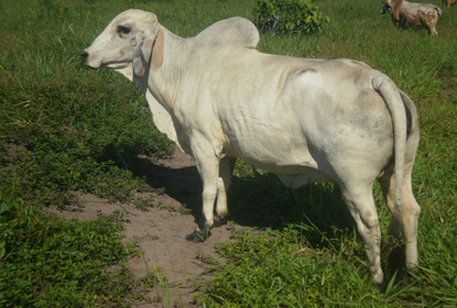 GIR LEITEIRO MOCHO