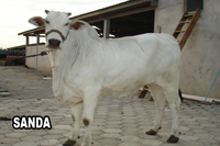 SANDA DA FAZENDA DALLAS